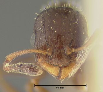 Media type: image;   Entomology 22784 Aspect: head frontal view
